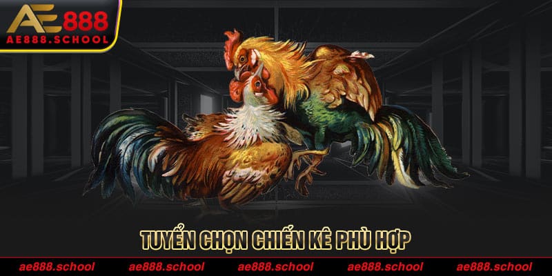 Tuyển chọn chiến kê chọn lọc